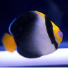 Chaetodontoplus Mesoleucus : 4 à 7 cm